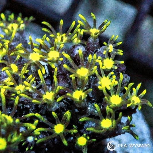 Lemon Lime Star Polyps Pachyclavularia sp. WYSIWYG coral with fluorescent yellow centers, green tentacles, and bright yellow tips