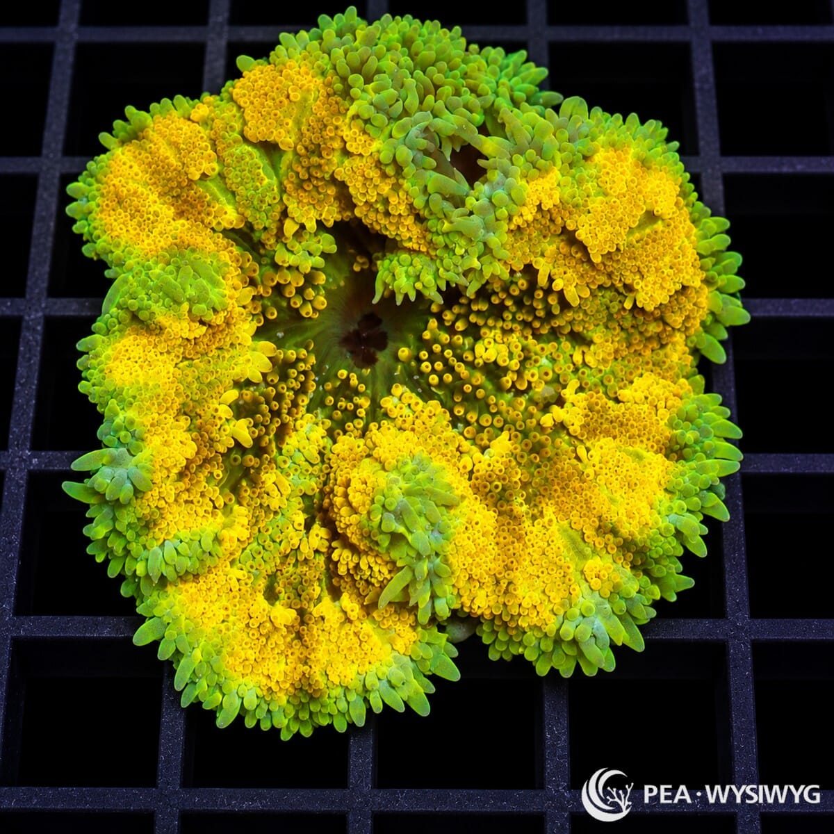 Lemon Maxi Mini Carpet Anemone (Stichodactyla tapetum) displaying brilliant lemon-yellow tentacles, vibrant lime-green accents, raised textured folds, and a dark green central oral disc. WYSIWYG specimen photographed at Pacific East Aquaculture.