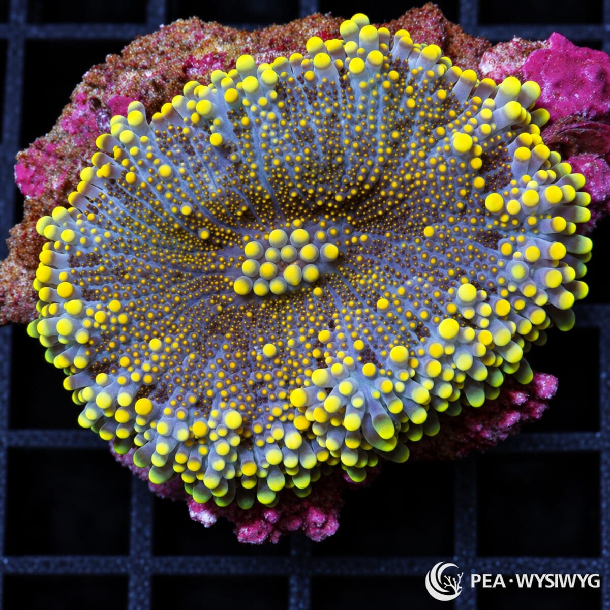 Lemon Peel Ricordea Yuma Ricordea yuma WYSIWYG coral frag with blue-lavender tissue and brilliant fluorescent lemon-yellow vesicles