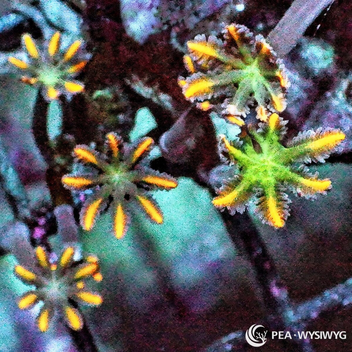 Lightning Bolt Clove Polyps WYSIWYG frag with green centers and bright orange-yellow tentacles
