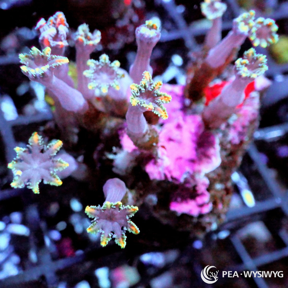 Lightning Bolt Clove Polyps Clavularia species WYSIWYG Under $25 soft coral frag