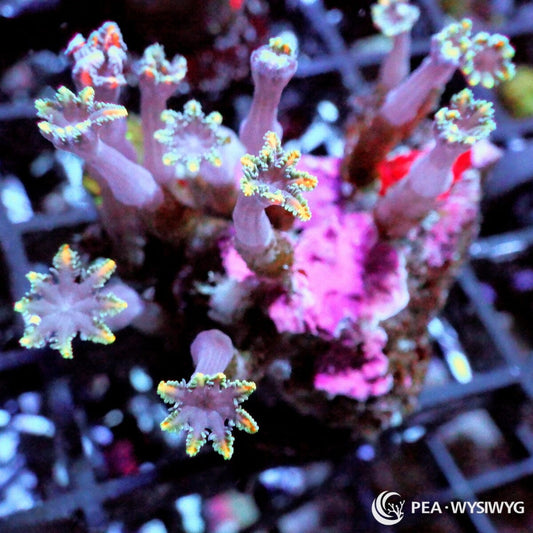 Lightning Bolt Clove Polyps Clavularia species WYSIWYG Under $25 soft coral frag