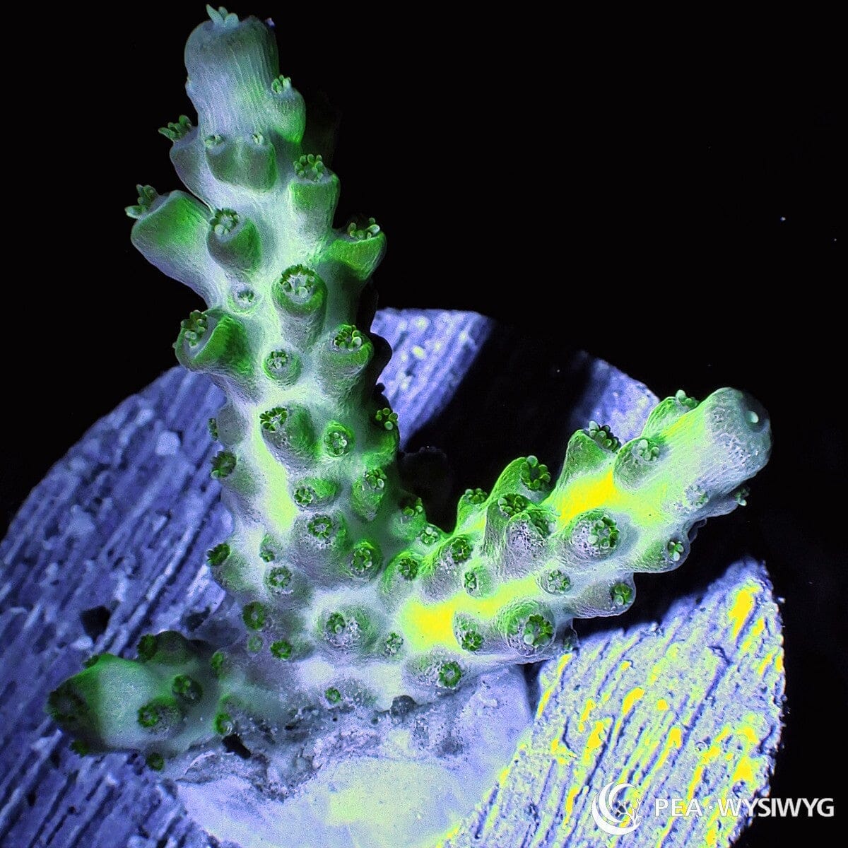 Lime Acropora Acropora sp. WYSIWYG coral frag with bright lime-green branching growth and contrasting green polyps