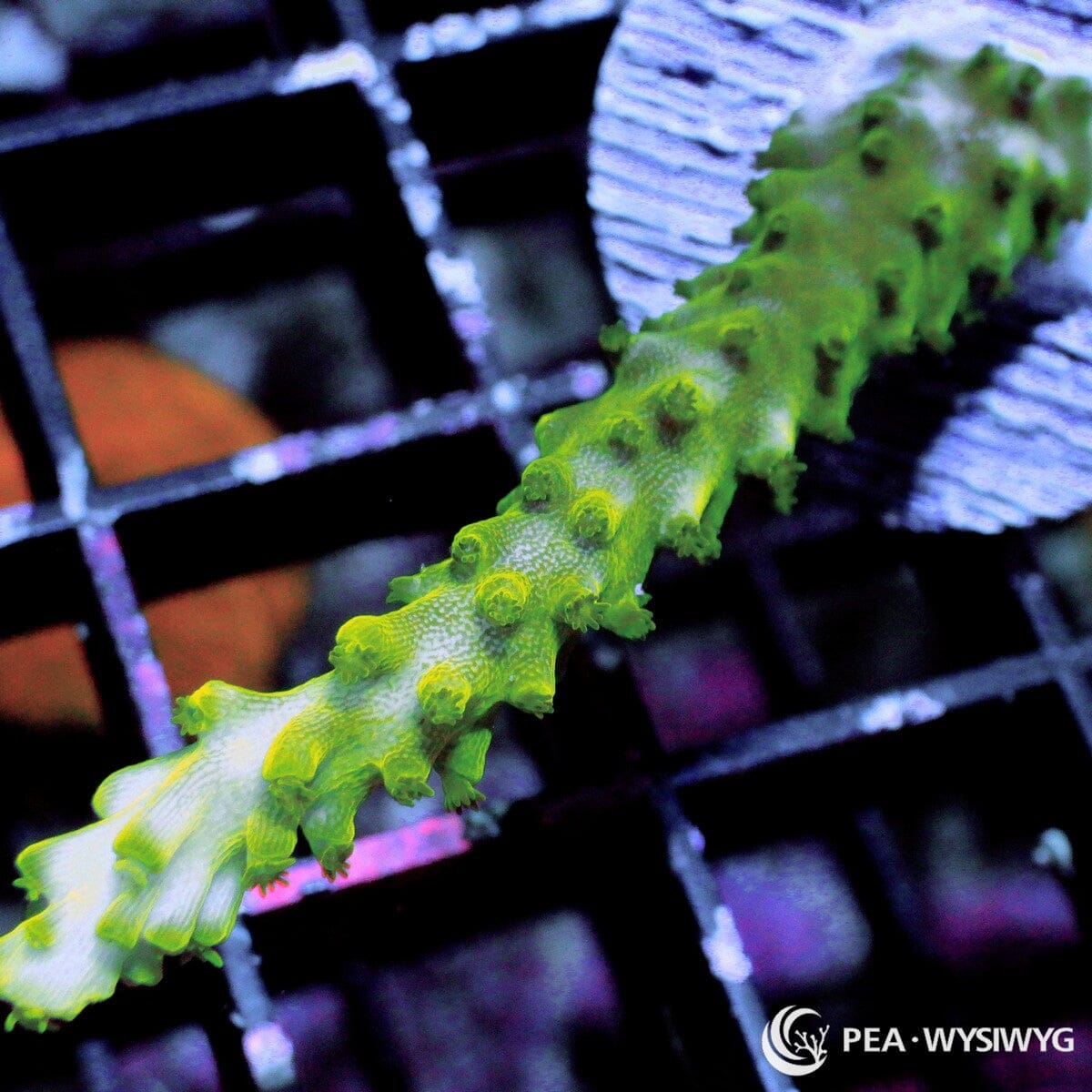 Lime Acropora Acropora sp. WYSIWYG coral frag with bright lime green branching growth and contrasting corallites