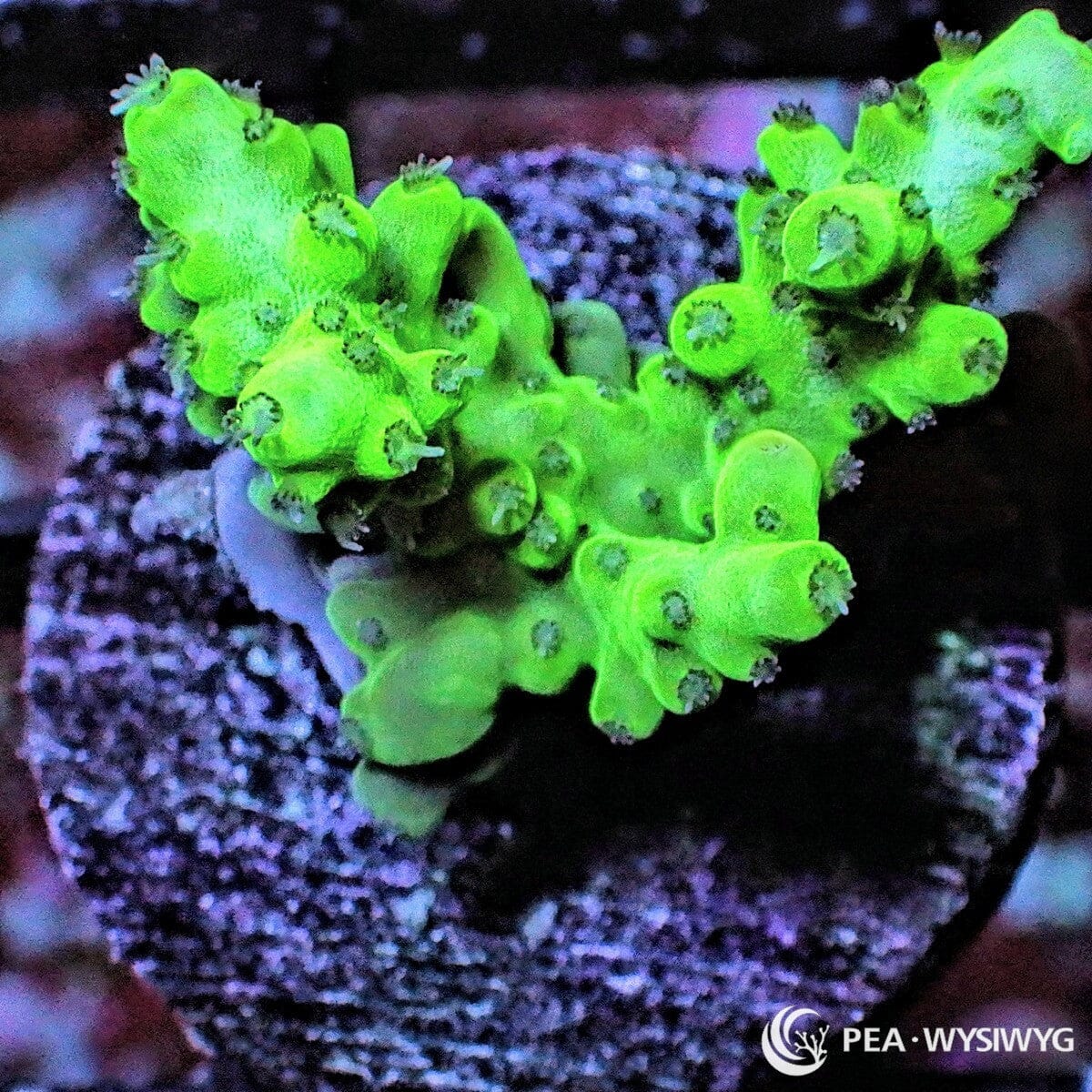 Lime Acropora Acropora sp. WYSIWYG coral frag with bright lime green branching growth, darker polyp contrast, and compact stony coral structure