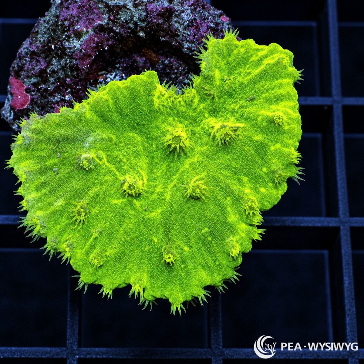 Lime Cabbage Leather Sinularia sp. WYSIWYG coral with bright lime-green folded tissue and small extended polyps