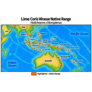 Native range map of Lime Coris Wrasse (Halichoeres chloropterus), highlighting its Western Central Pacific distribution from Southeast Asia and the Philippines through Indonesia and Papua New Guinea to the Solomon Islands, New Caledonia and Australia’s Great Barrier Reef.