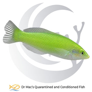 Lime Coris Wrasse Halichoeres chloropterus from Indonesia displaying vivid lime-green coloration