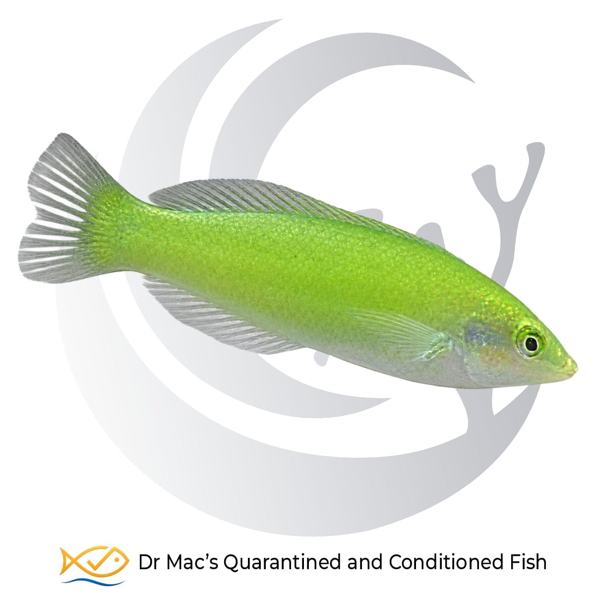 Lime Coris Wrasse Halichoeres chloropterus from Indonesia displaying vivid lime-green coloration