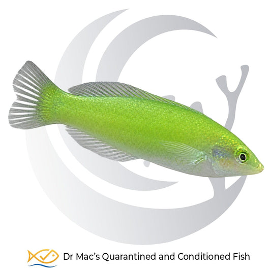 Lime Coris Wrasse Halichoeres chloropterus from Indonesia displaying vivid lime-green coloration