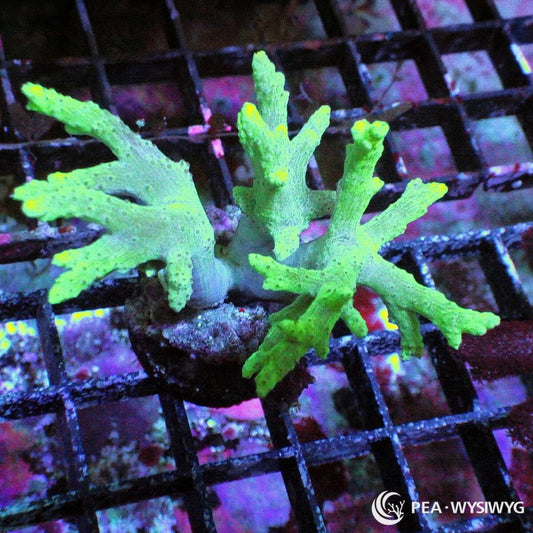Lime Finger Leather Sinularia Sinularia flexibilis WYSIWYG soft coral frag with lime green branching finger-like growth and yellow green tips