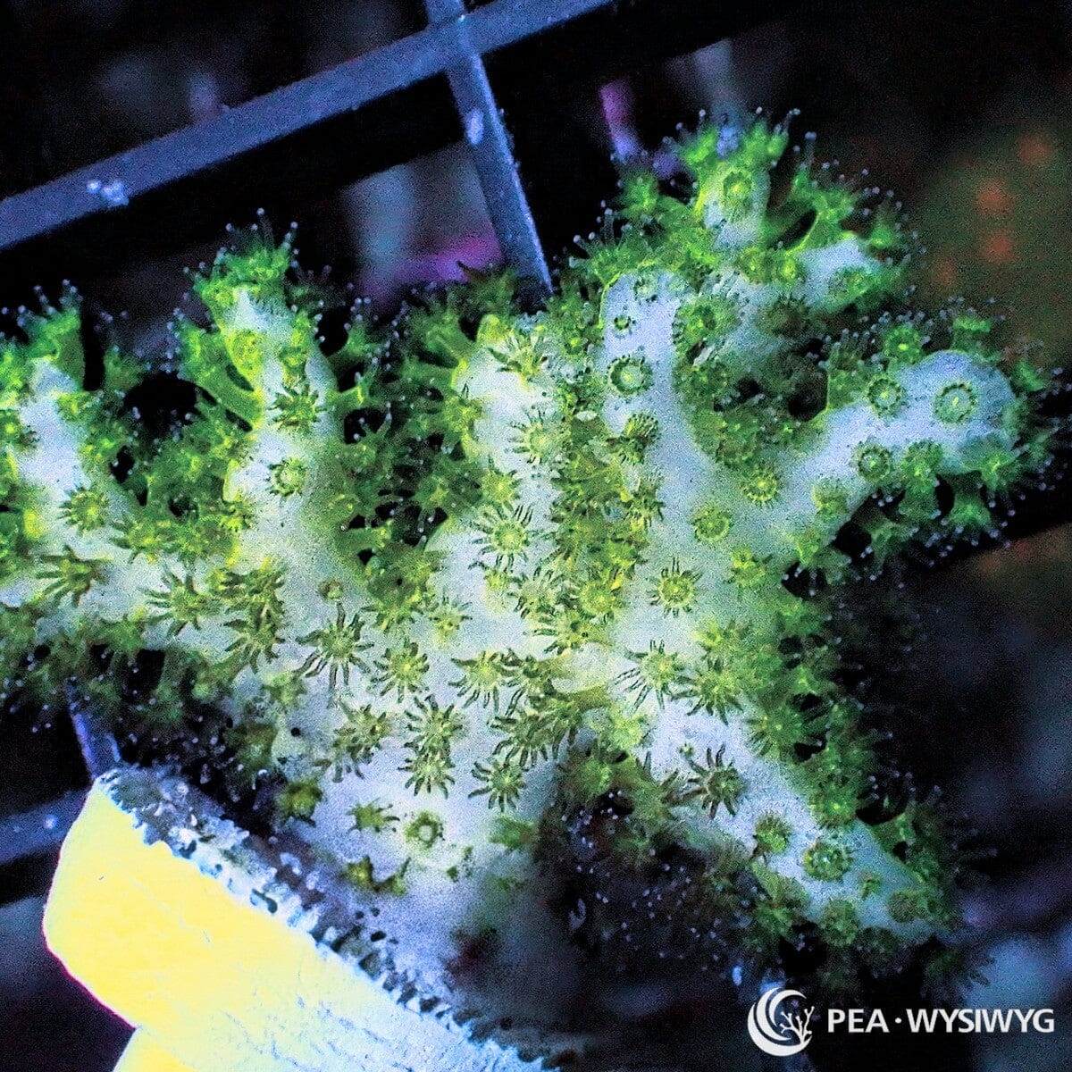 Lime Pocillopora Pocillopora sp. WYSIWYG coral frag with bright lime-green branching growth and extended polyps