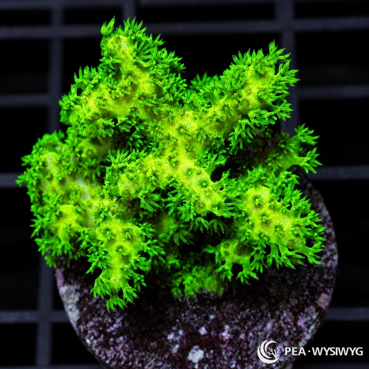 Lime Pocillopora Pocillopora sp. coral with intensely fluorescent lime-green branches and dense green polyp extension