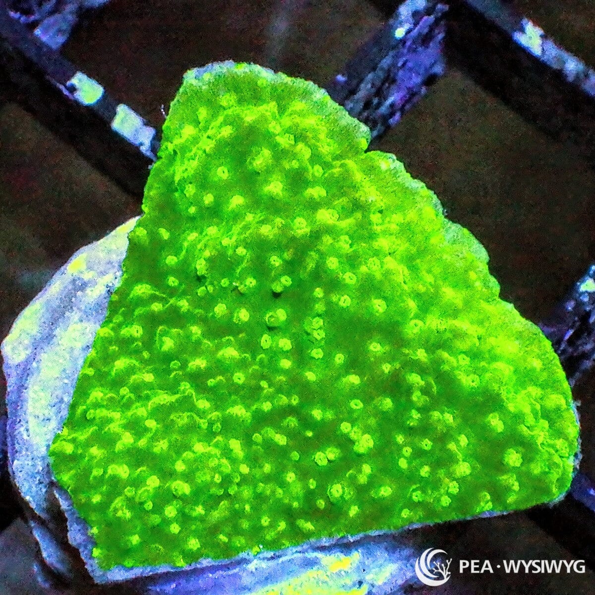 Lime Polyp Plating Montipora Montipora sp. WYSIWYG coral frag with bright lime green plating tissue, lighter lime polyps, and textured plating growth