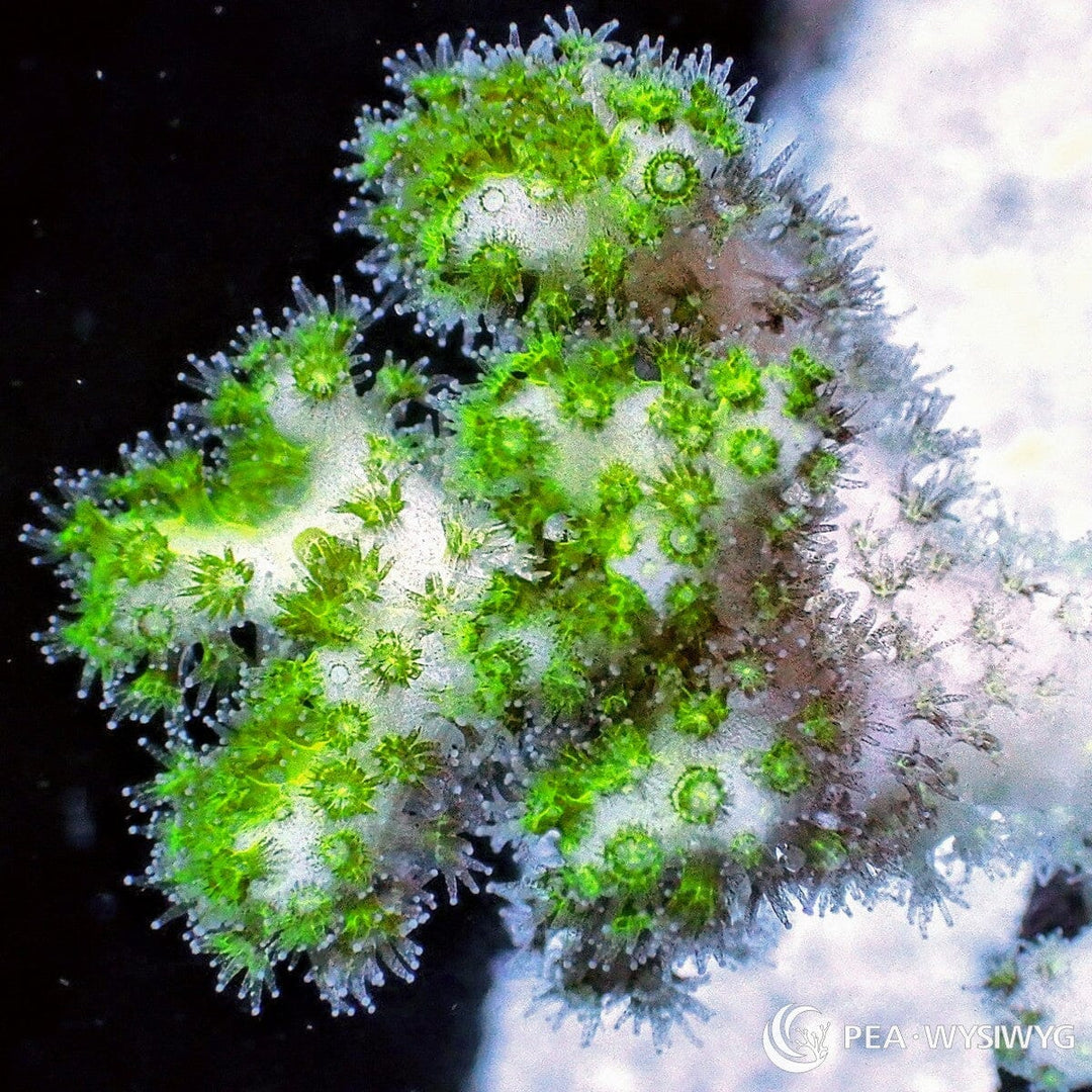 Lime Polyp Pocillopora aquacultured SPS coral with bright lime green polyps and branching growth