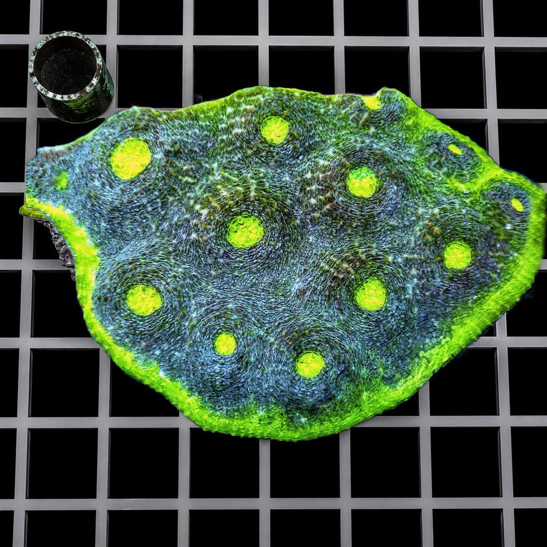 Lime Rim Chalice Echinophyllia species WYSIWYG LPS coral colony