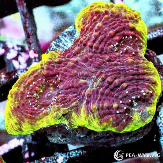 Lime rim Chalice coral WYSIWYG frag with warm orange edge and contrasting center coloration