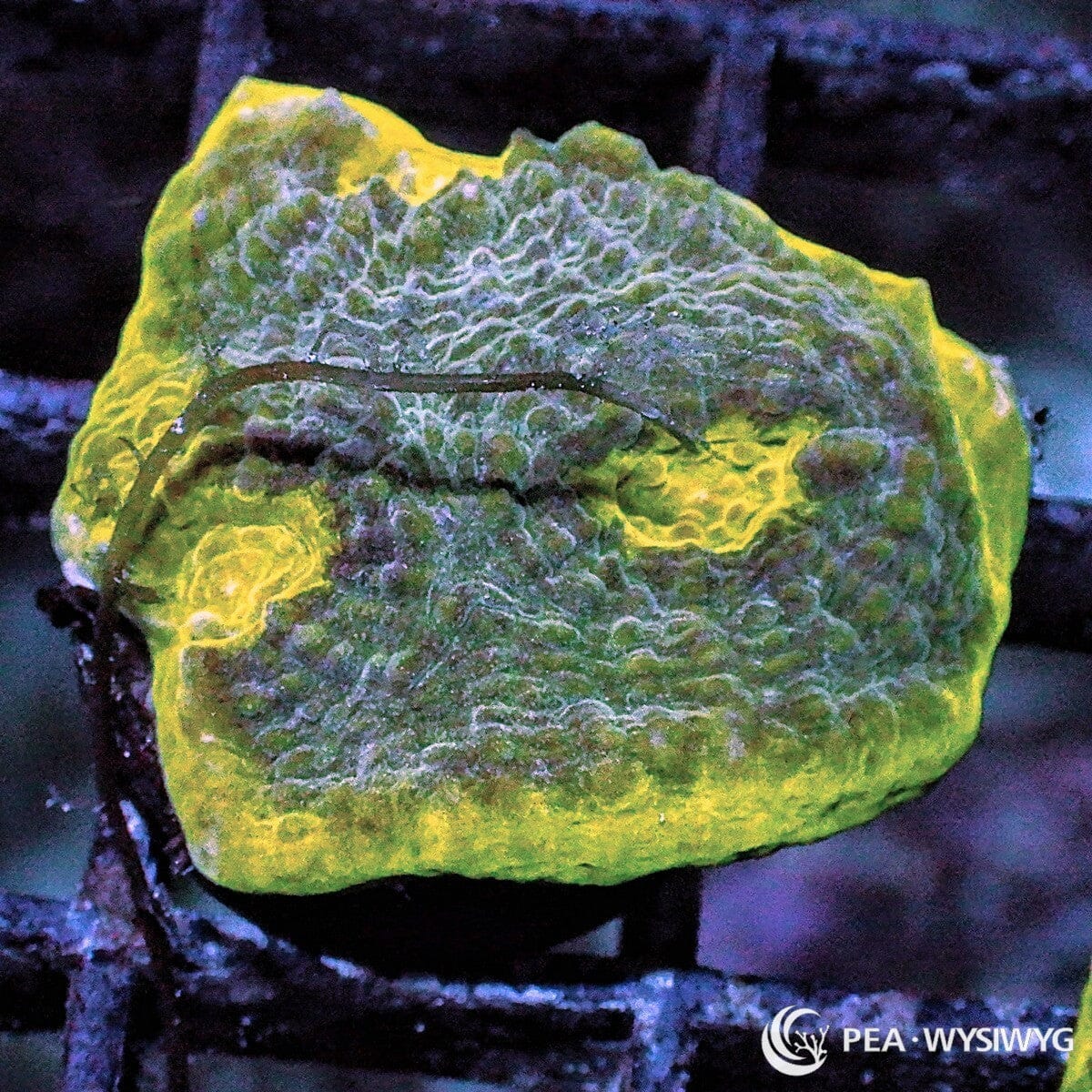 Lime Rim Chalice Echinophyllia sp. WYSIWYG coral frag with green gray tissue, bright lime yellow rim, mottled texture, and encrusting chalice growth