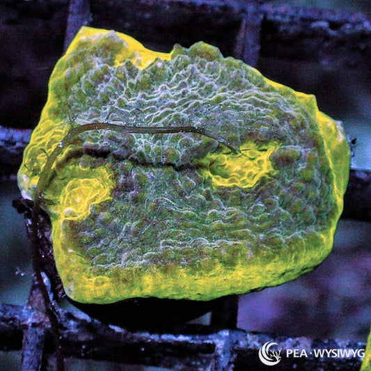 Lime Rim Chalice Echinophyllia sp. WYSIWYG coral frag with green gray tissue, bright lime yellow rim, mottled texture, and encrusting chalice growth