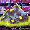 Lime rim Chalice WYSIWYG aquacultured coral from Pacific East Aquaculture