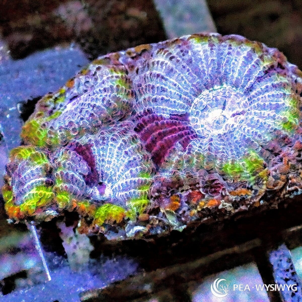 Lime Rim Purplish Favia Coral Favia sp. WYSIWYG LPS coral with purple-blue tissue and lime green highlights