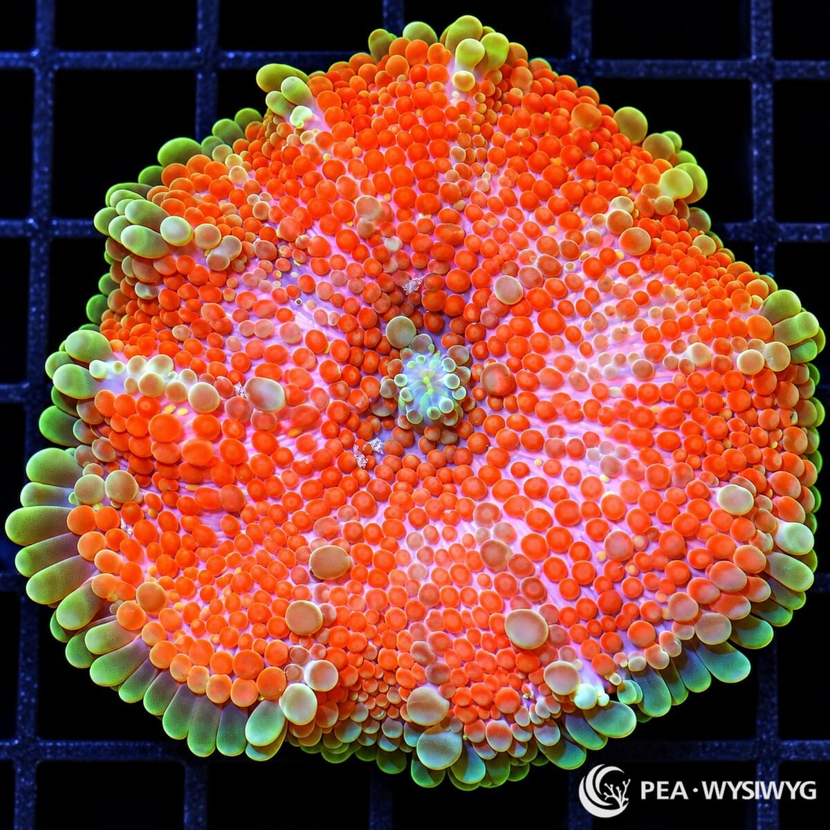 Lime Rim Red Ricordea Yuma Ricordea yuma WYSIWYG coral with vivid red-orange vesicles, pink-lavender tissue, and a pale lime-green outer rim