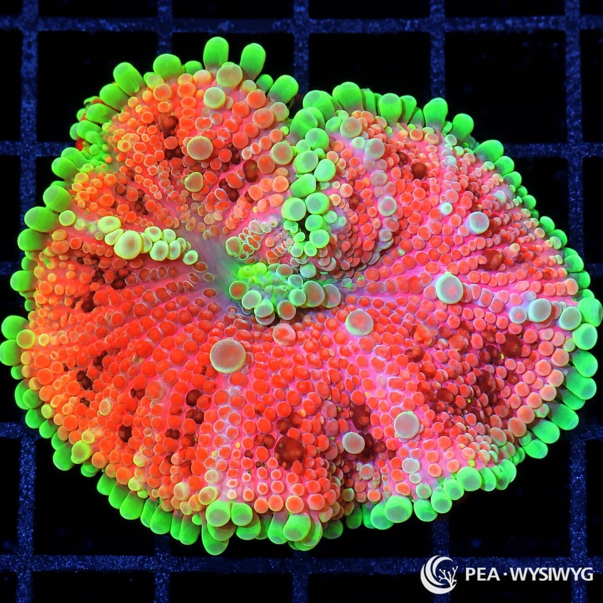 Lime Rim Red Ricordea Yuma Ricordea yuma WYSIWYG coral with vivid red-orange vesicles and fluorescent lime-green outer coloration