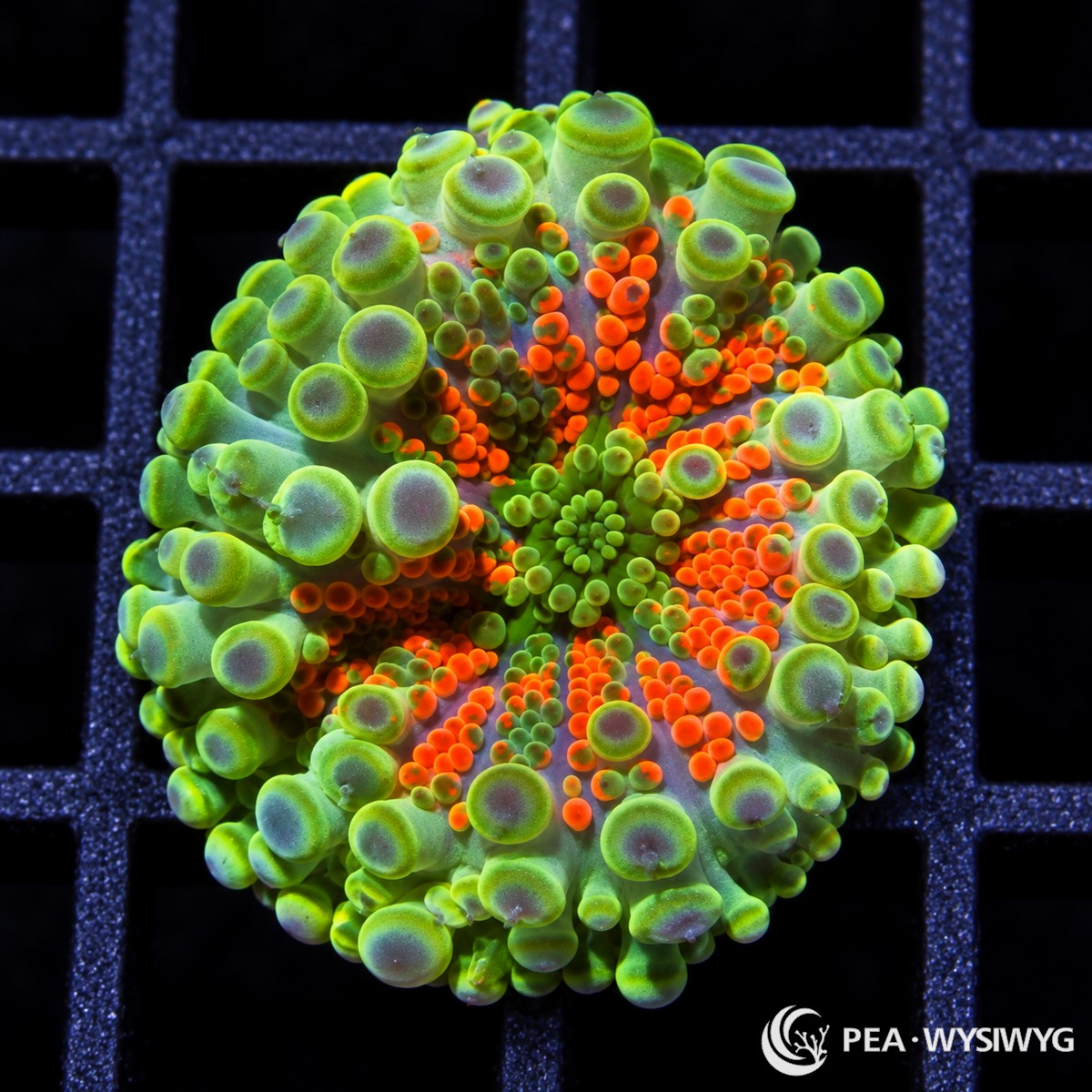 Lime Rim Red Ricordea Yuma Ricordea yuma WYSIWYG coral frag with lime-green outer vesicles and vivid red-orange interior coloration