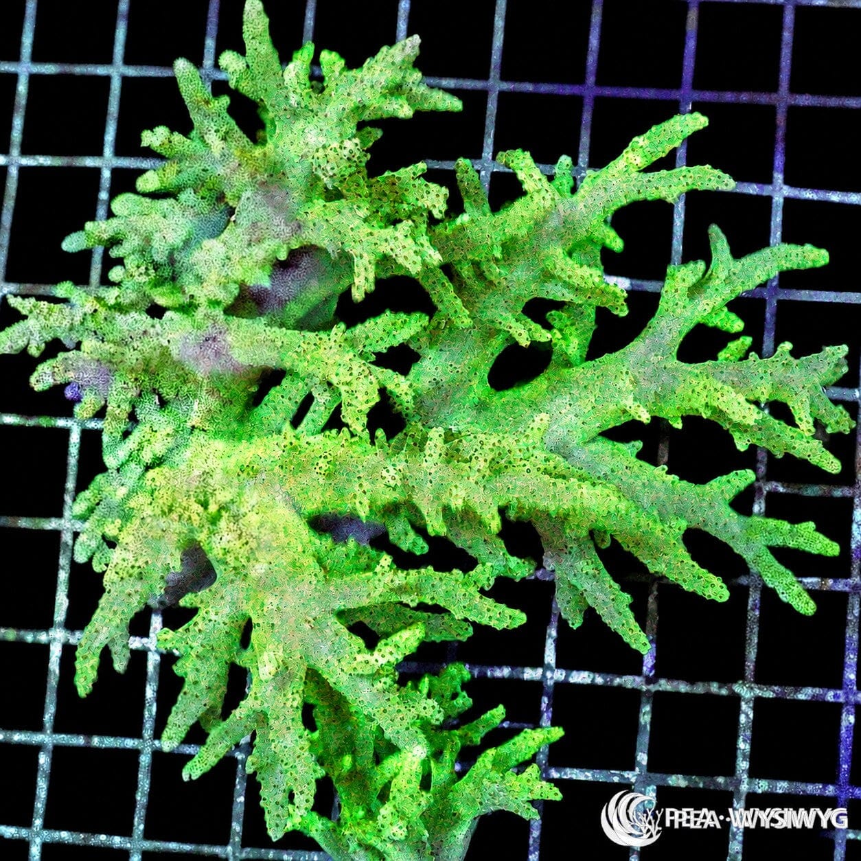 WYSIWYG Lime Sinularia Finger Leather soft coral colony with pale lime green branching structure on reef grid