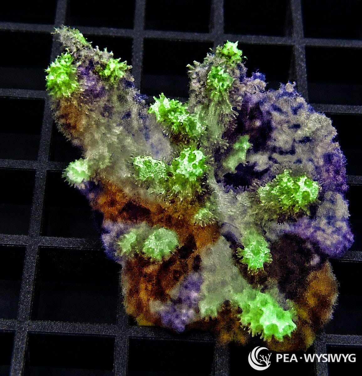 Lime Sinularia Tree Leather Sinularia sp. WYSIWYG coral frag with lime green polyps, mottled purple tan tissue, and branching leather coral growth