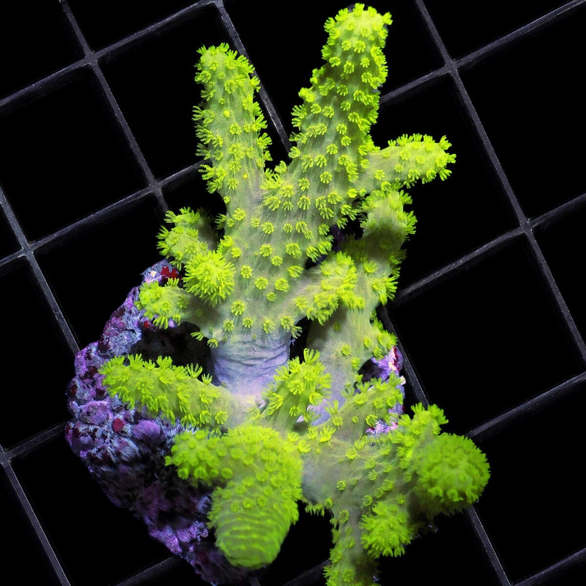 Lime Stubby Tree Leather Coral Nephthea sp. WYSIWYG soft coral with bright green branching growth