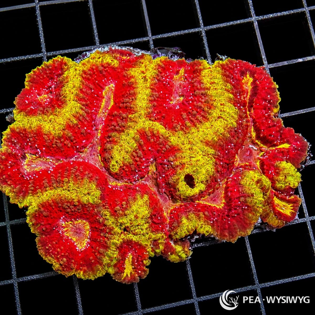 Red Yellow Lobophyllia LPS coral colony WYSIWYG with bright red and yellow pattern