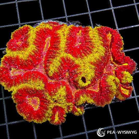 Red Yellow Lobophyllia LPS coral colony WYSIWYG with bright red and yellow pattern