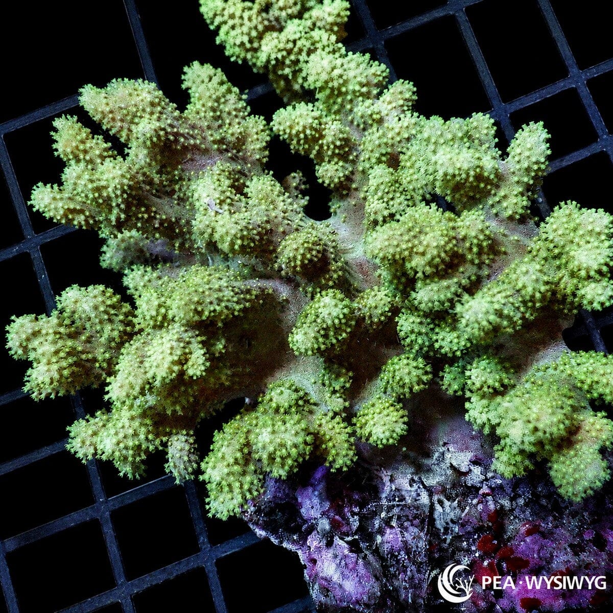 Green Lobophytum Finger Leather soft coral colony WYSIWYG with branching finger growth