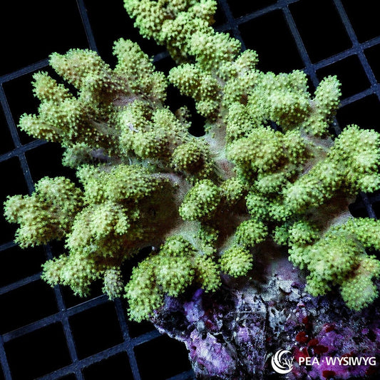Green Lobophytum Finger Leather soft coral colony WYSIWYG with branching finger growth