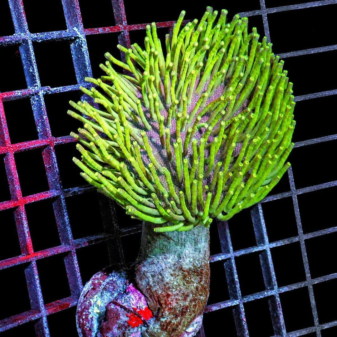 Long Polyp Green Toadstool Leather Coral Sarcophyton sp. WYSIWYG with extended green polyps