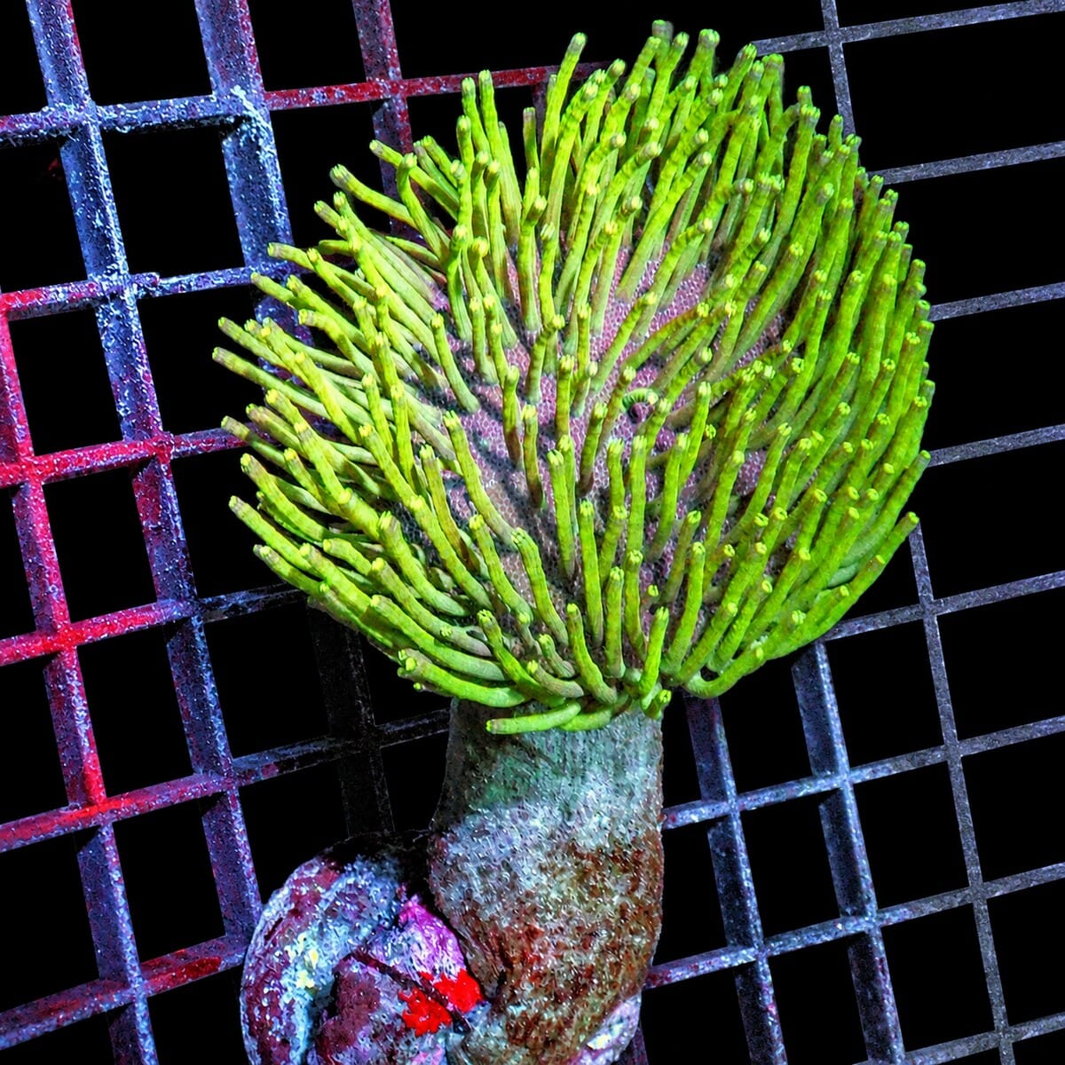 Long Polyp Green Toadstool Leather Coral Sarcophyton sp. WYSIWYG with extended green polyps