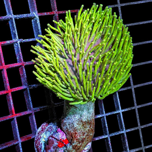 Long Polyp Green Toadstool Leather Coral Sarcophyton sp. WYSIWYG with extended green polyps