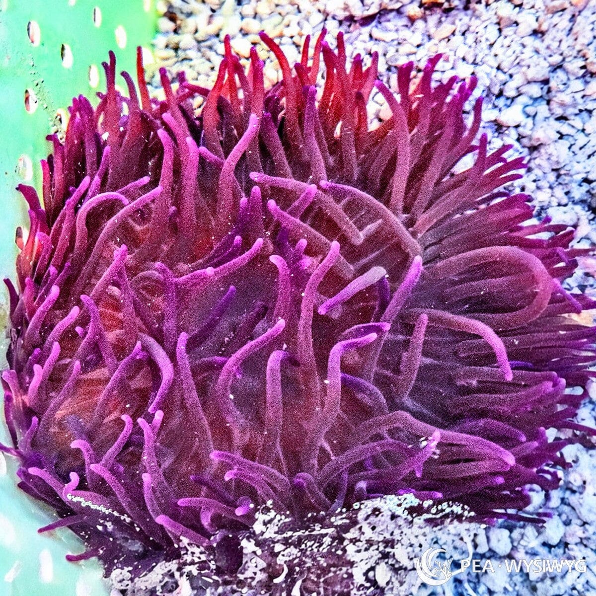 WYSIWYG Long Tentacle Anemone (Macrodactyla doreensis) with flowing tentacles in a reef aquarium at Pacific East Aquaculture
