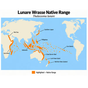 Lunare Wrasse (Thalassoma lunare) native range map showing its Indo-Pacific distribution from the Red Sea and East Africa to southern Japan, the Line Islands, Lord Howe Island, and northern New Zealand.