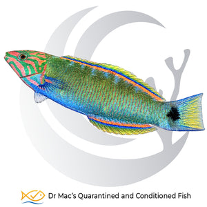 Lunare Wrasse Thalassoma lunare from Indonesia with green body, pink facial markings, blue fins and yellow crescent tail