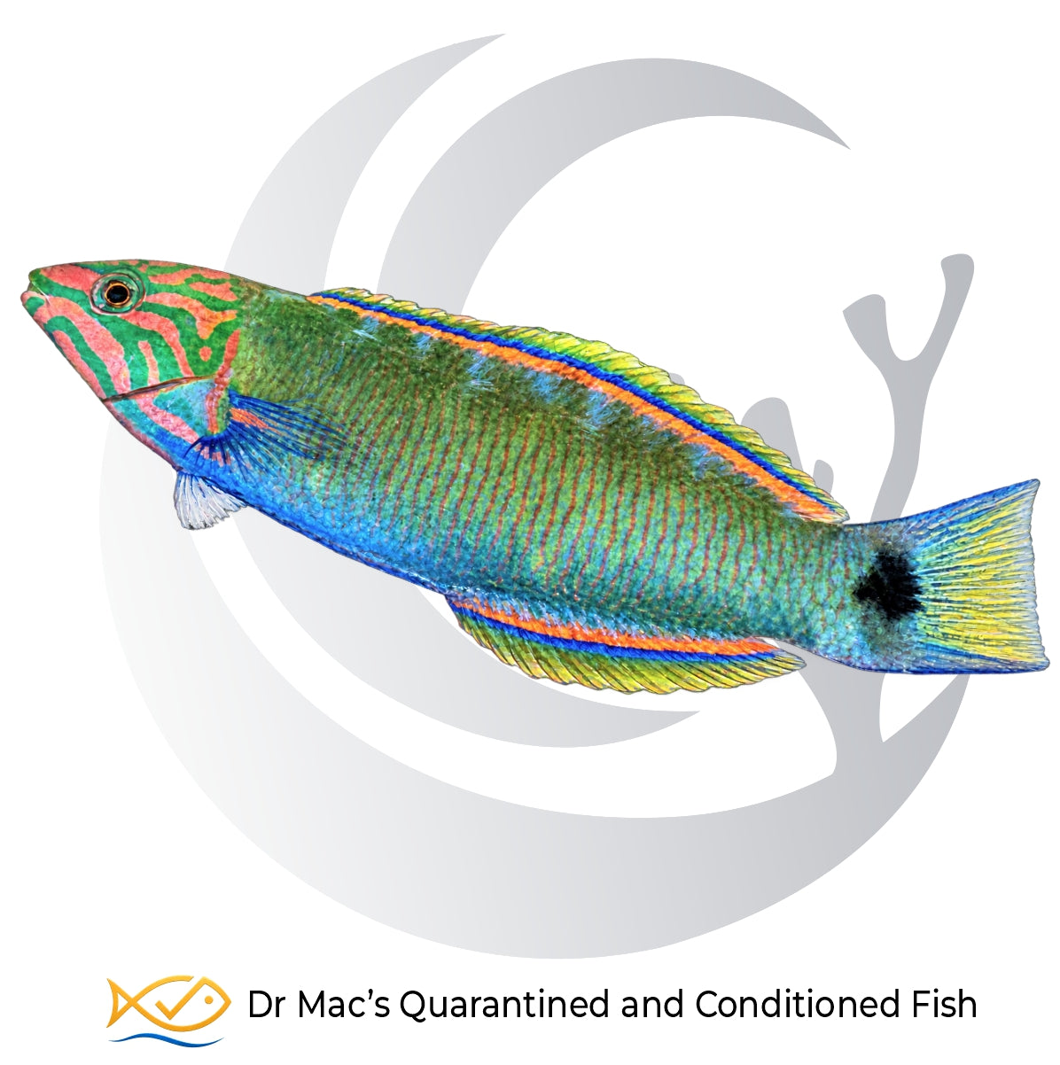 Lunare Wrasse Thalassoma lunare from Indonesia with green body, pink facial markings, blue fins and yellow crescent tail