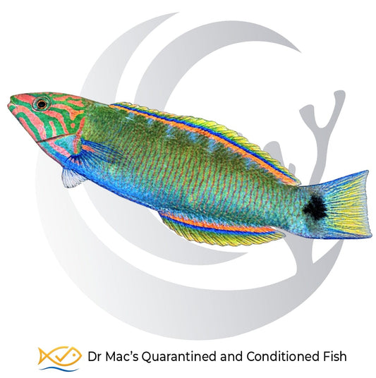 Lunare Wrasse Thalassoma lunare from Indonesia with green body, pink facial markings, blue fins and yellow crescent tail