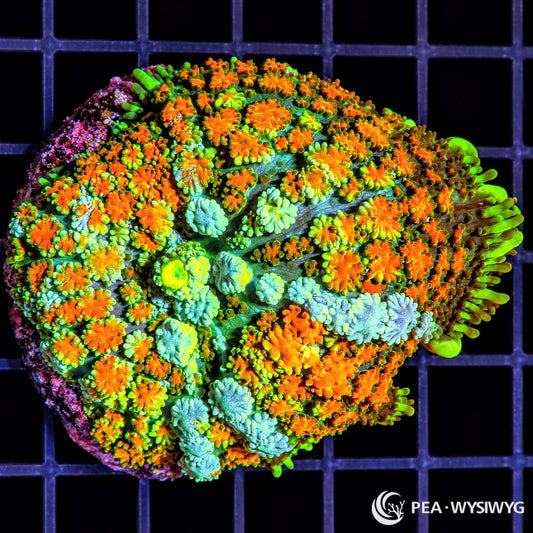 Magic Carpet Mushroom Rhodactis sp. WYSIWYG coral with fluorescent orange, yellow-green, and blue-green textured coloration