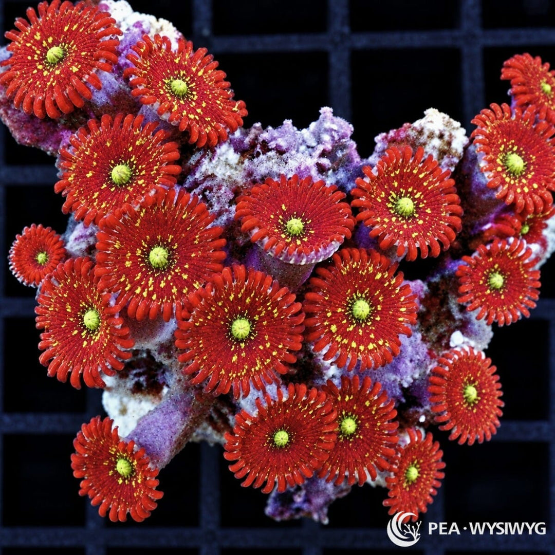 Magician Zoanthids Zoanthus sp. WYSIWYG coral frag with crimson-red centers, yellow-green mouths, and red skirts