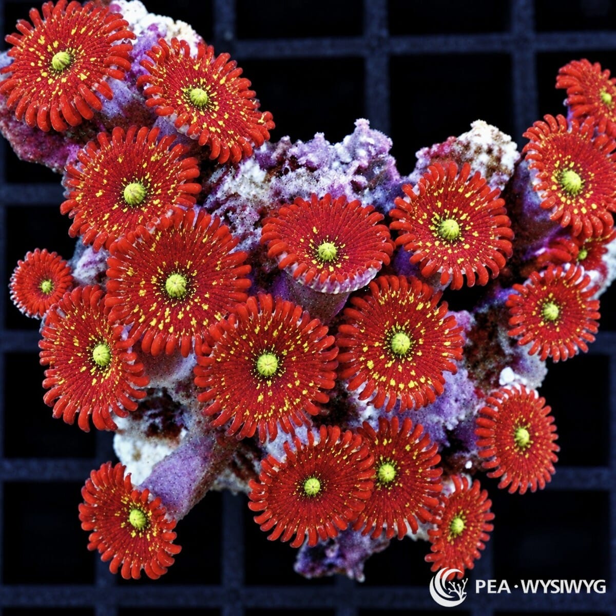 Magician Zoanthids Zoanthus sp. WYSIWYG coral frag with crimson-red centers, yellow-green mouths, and red skirts