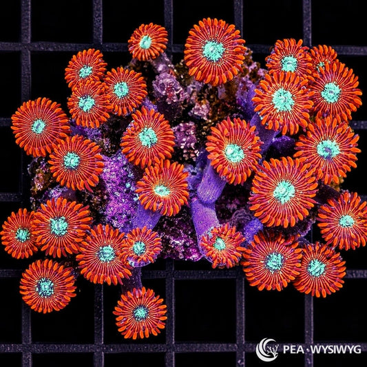 Magician Zoanthids Zoanthus sp. WYSIWYG coral with fiery orange-red skirts, burgundy oral discs, and bright turquoise blue-green centers
