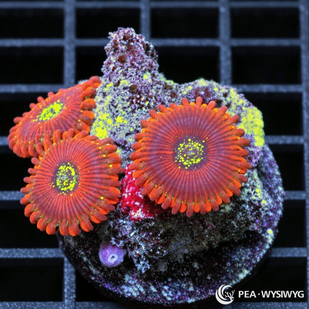 Magician Zoanthids Zoanthus sp. with red-orange polyps and vivid fluorescent yellow-green centers