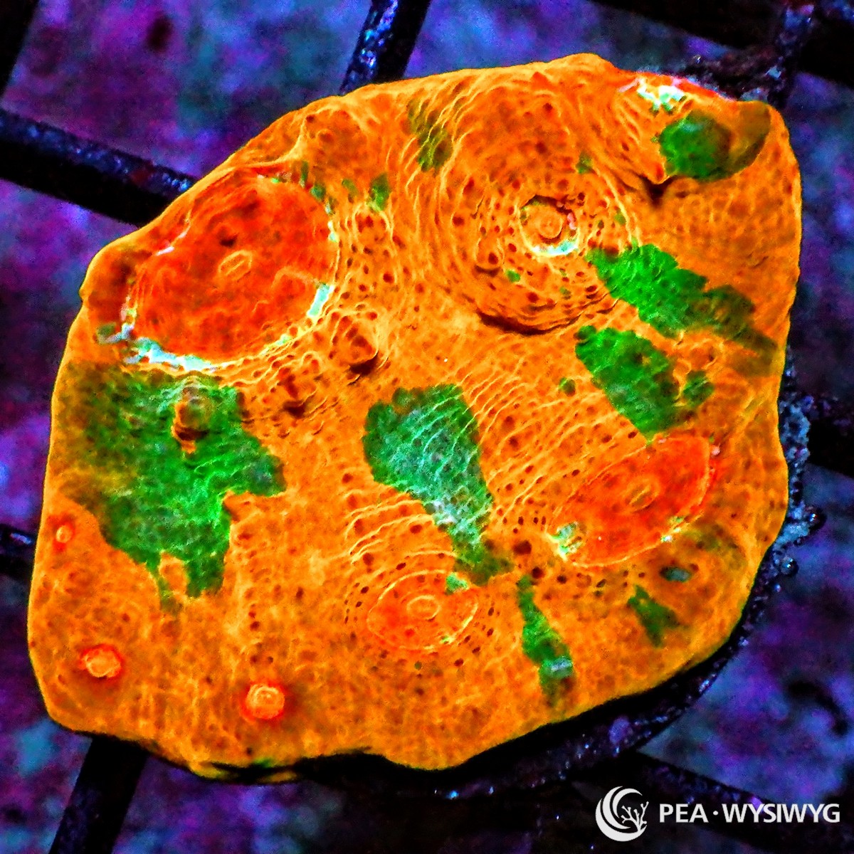 Magnificent Chalice WYSIWYG LPS coral with orange, green, and bright red-orange rim coloration