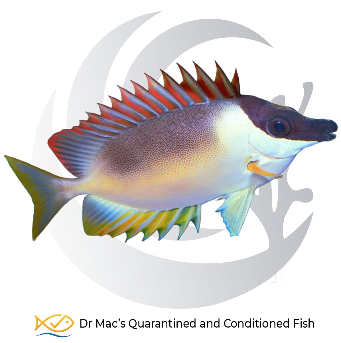 Magnificent Foxface Siganus magnificus from Indonesia with dark facial mask, pale patterned body and yellow-orange fins